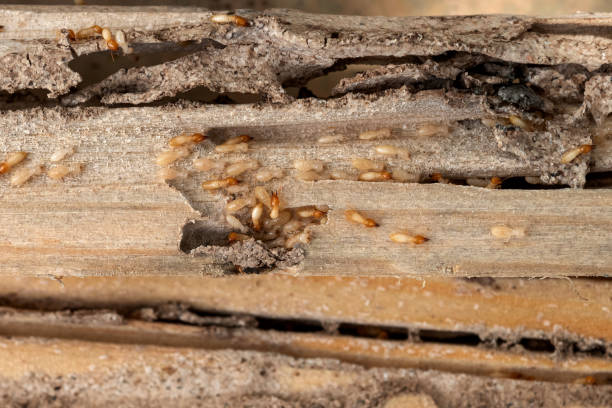 Best Pest Control for Restaurants  in Deland Southwest, FL